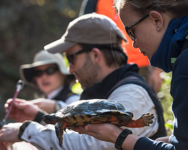 Students at Smithsonian-Mason School of Conservation survey the health of wild turtles