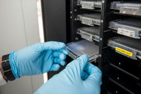 A lab worker checks samples.